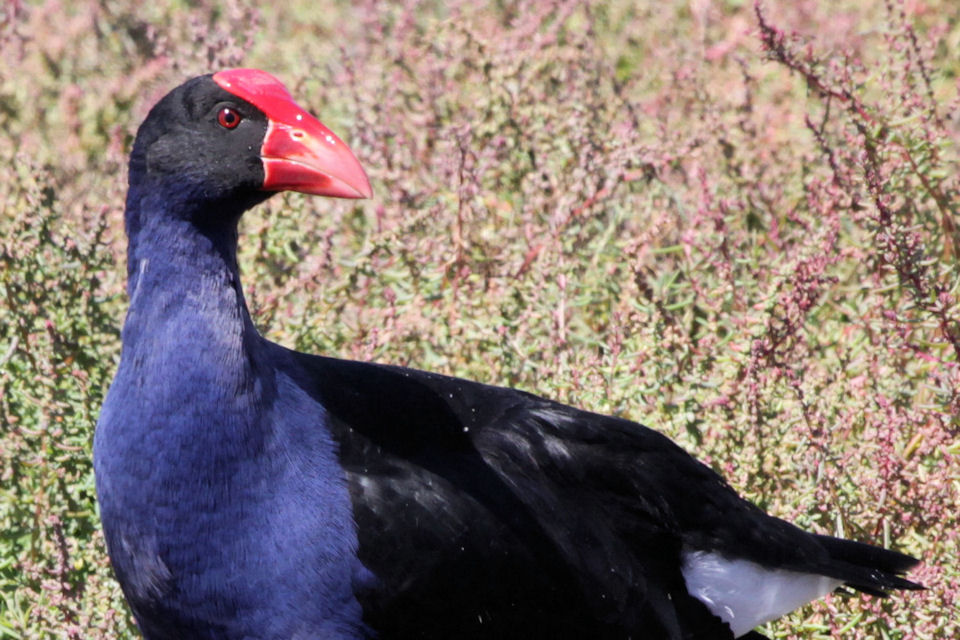 Purple Swamphen (Porphyrio porphyrio)